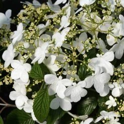 Pandy's Garden Center Viburnum Wabi-Sabi E7 !