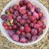 Pandy's Garden Center Plum Waneta Plum (Fruit)