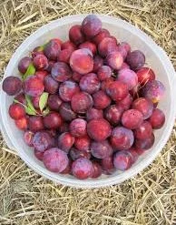 Pandy's Garden Center Plum Waneta Plum (Fruit)