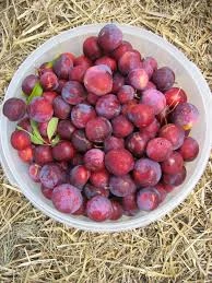 Pandy's Garden Center Plum Waneta Plum (Fruit) 3 Pandy's Garden Center Plum Waneta Plum (Fruit)