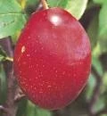 Pandy's Garden Center Plum Waneta Plum (Fruit) 4 Pandy's Garden Center Plum Waneta Plum (Fruit)