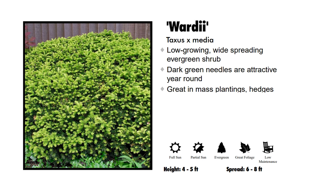 Hobby Nursery Taxus Wards Yew 3 Hobby Nursery Taxus Wards Yew