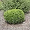 Pandy's Garden Center Boxwood - Wee Willie Dwarf