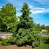 Pandy's Garden Center Spruce - Serbian Weeping