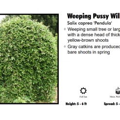 Pandy's Garden Center Pussywillow - Weeping Nursery