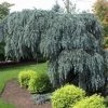 Pandy's Garden Center Nursery Spruce - Weeping Blue