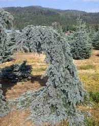 Pandy's Garden Center Spruce - Kosters Weeping Blue Nursery