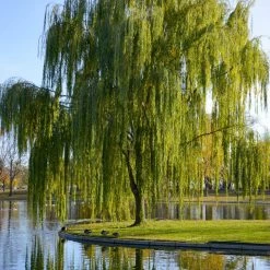 Pandy's Garden Center Green Weeping Willow #7