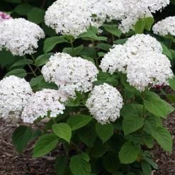Pandy's Garden Center Wee White Dwarf Hydrangea House !
