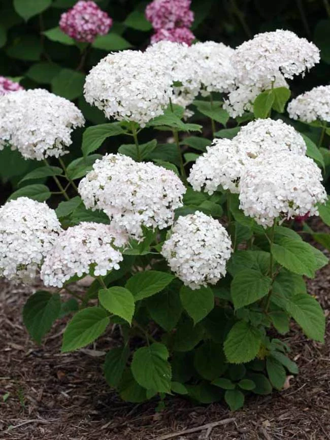 Pandy's Garden Center Wee White Dwarf Hydrangea House ! 3 Pandy's Garden Center Wee White Dwarf Hydrangea House !
