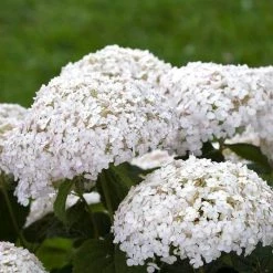 Pandy's Garden Center Wee White Dwarf Hydrangea House ! 6 Pandy's Garden Center Wee White Dwarf Hydrangea House !