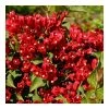 Pandy's Garden Center Weigelia-Little Red Robin #5 Nursery