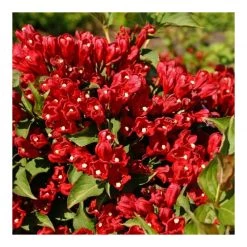 Pandy's Garden Center Weigelia-Little Red Robin #5 Nursery