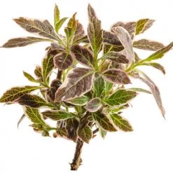 Pandy's Garden Center Weigela Weigelia My Monet Purple Effect