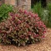 Pandy's Garden Center Weigelia-Shining Sensation #2 Nursery