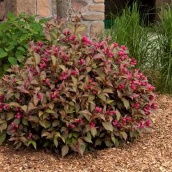 Pandy's Garden Center Weigelia-Shining Sensation #2 Nursery