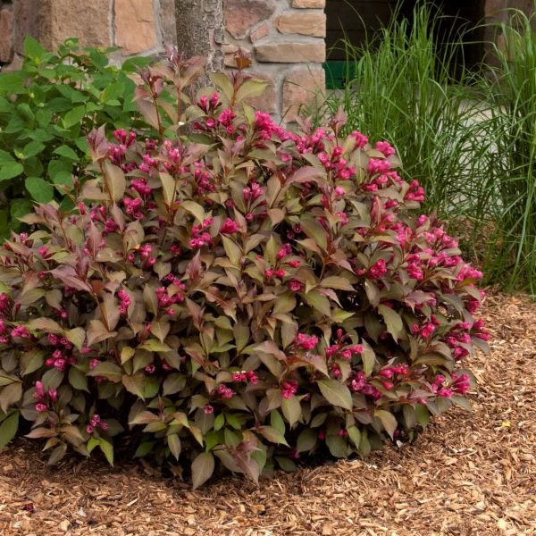 Pandy's Garden Center Weigelia-Shining Sensation #2 Nursery 3 Pandy's Garden Center Weigelia-Shining Sensation #2 Nursery