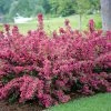 Pandy's Garden Center Nursery Weigelia- Sonic Bloom Pink