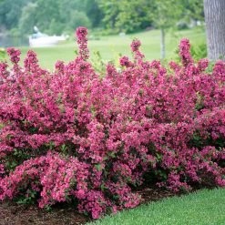 Pandy's Garden Center Nursery Weigelia- Sonic Bloom Pink