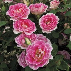 Weeks Roses Rose - Whimsy Patio Pink And White Nursery