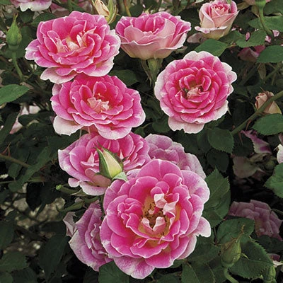 Weeks Roses Rose - Whimsy Patio Pink And White Nursery 3 Weeks Roses Rose - Whimsy Patio Pink And White Nursery