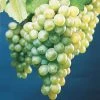 Pandy's Garden Center Nursery Grape - Himrod White