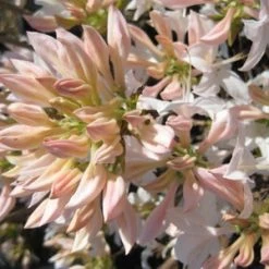 Pandy's Garden Center Azalea - Exbury White Lights Nursery