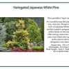 Pandy's Garden Center Pine Variegated Japanese White