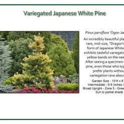 Pandy's Garden Center Pine Variegated Japanese White