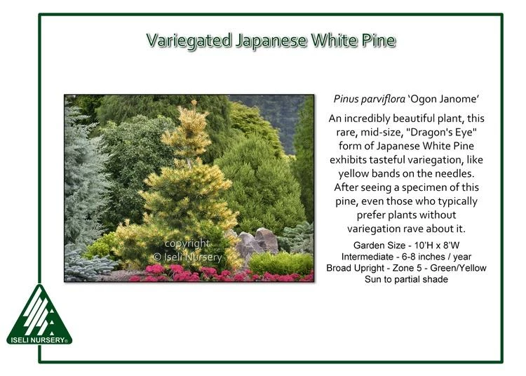 Pandy's Garden Center Pine Variegated Japanese White 3 Pandy's Garden Center Pine Variegated Japanese White