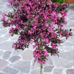 Pandy's Garden Center Weigela Weigelia - Wine And Roses