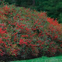 Pandy's Garden Center Winterberry Winter Red Female #5