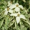 Pandy's Garden Center Nursery Dogwood - Wolf Eyes Variegated