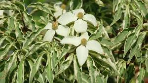 Pandy's Garden Center Nursery Dogwood - Wolf Eyes Variegated 3 Pandy's Garden Center Nursery Dogwood - Wolf Eyes Variegated