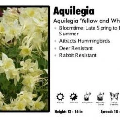 Pandy's Garden Center Aquilegia ‘Magic Yellow And White’ Columbine Perennials