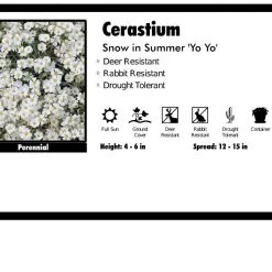 Pandy's Garden Center Cerastium 'Yo Yo' Snow In Summer Perennials