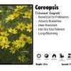 Pandy's Garden Center Perennials Coreopsis ‘Zagreb’ Tickseed