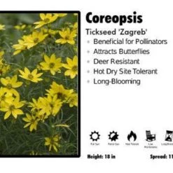 Pandy's Garden Center Perennials Coreopsis ‘Zagreb’ Tickseed